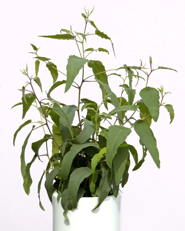 Eucalyptus Citriodora (Citroen Eucalyptus) kweekset Grow Your Ownn