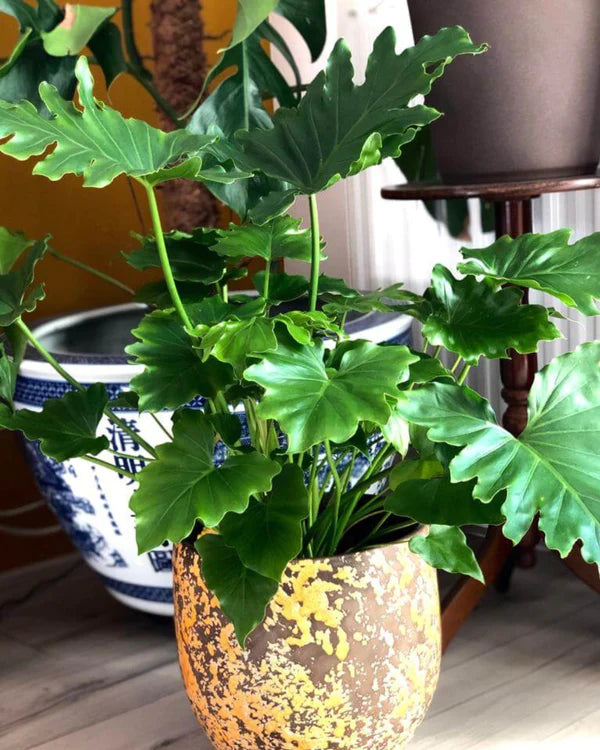 philodendron grow kit Philodendron Seloum Grow Kit