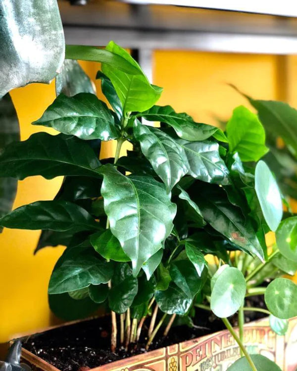 Coffea Arabica (koffieplant) Kweekset Grow Your Ownn